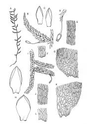 Weymouthia. A–G: W. mollis. A, habit. B, branch detail with capsule. C, branch leaves. D, perichaetium with capsule. E, mid laminal cells. F, basal laminal cells. G, alar cells. H–L: W. cochlearifolia. H, branch leaves. I, branch detail with capsule. J, mid laminal cells. K, alar cells. L, basal laminal cells. W. mollis drawn from T.W.N. Beckett s.n., May 1889, CHR 624130, and J. Child 1740, CHR 432785. W. cochlearifolia drawn from T.W.N. Beckett s.n., May 1889, CHR 623822.
 Image: R.C. Wagstaff © New Zealand Institute for Bioeconomy Science Limited 2026 CC-BY 3.0 NZ